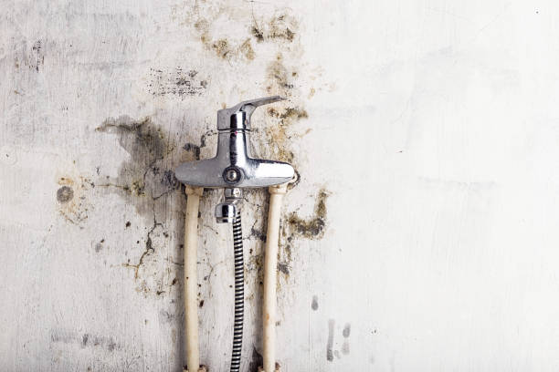 Lexington, MI Mold Removal Pros