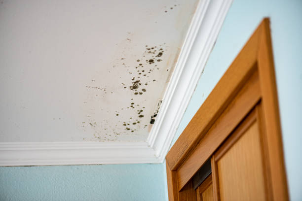 Best Mold Testing  in Lexington, MI