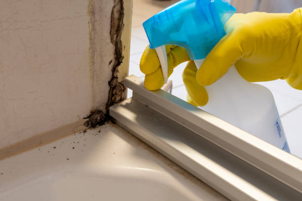 Best Certified Mold Removal  in Lexington, MI