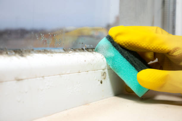 Best Attic Mold Removal  in Lexington, MI