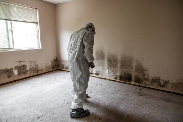 Lexington, MI Mold Removal Company