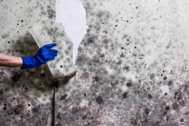 Best Best Mold Removal Companies  in Lexington, MI