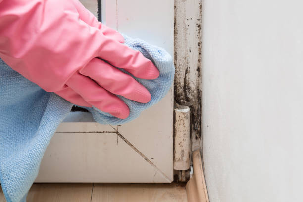 Best Crawl Space Mold Removal  in Lexington, MI