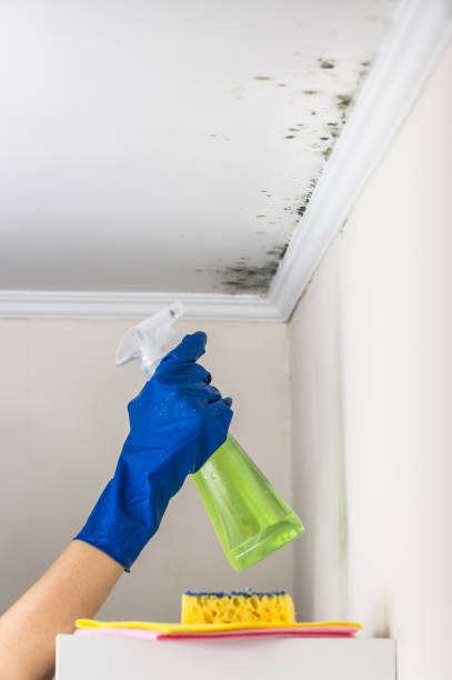 Best Professional Mold Removal  in Lexington, MI